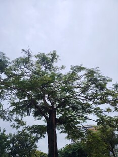 户外茂盛绿树景象