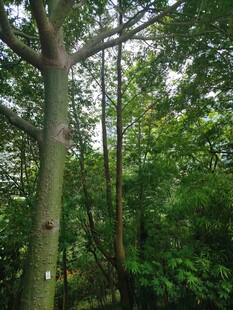 茂密林间的高大树木