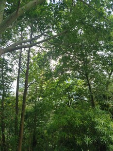 茂密森林中的树木景观