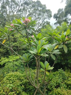 繁茂绿植