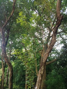 茂密树林中的弯曲树木