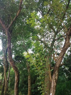 茂密树林中的弯曲树干
