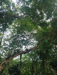 茂密森林中的弯曲大树