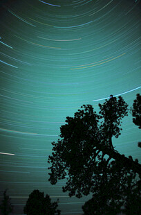 夜空下的树与星轨