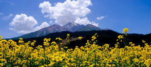 山间黄花与蓝天白云美景