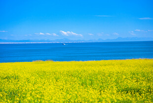 海边灿烂油菜花田美景