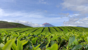 翠绿茶园风光远山蓝天