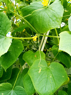翠绿瓜叶植物生机勃勃