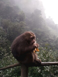 雾中猴子坐杆进食