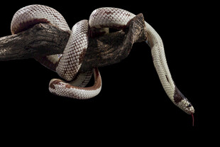 盘绕树枝的蛇