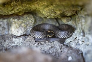 洞穴中的盘绕毒蛇