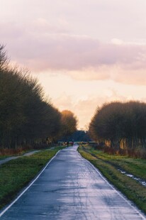 黄昏下的静谧林荫道路