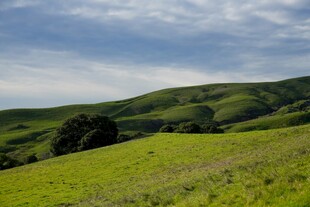 翠绿山坡上的自然美景