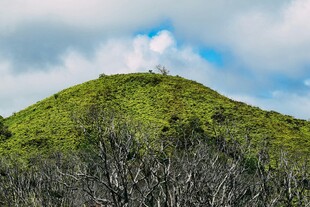 绿意盎然的山