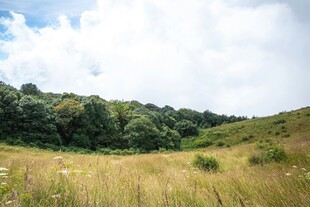山间草地绿意