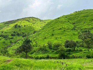翠绿山坡间的自然美景