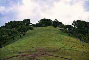 绿意盎然的山