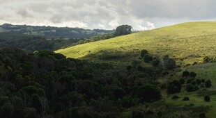 绿意盎然的山丘风景
