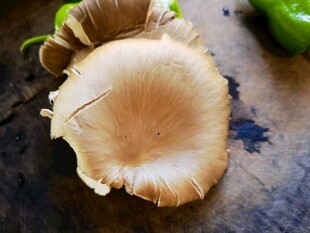 新鲜平菇