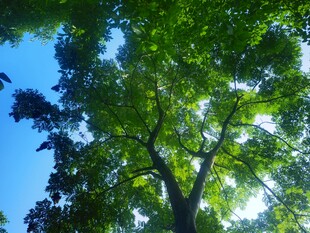 仰观绿树蓝天