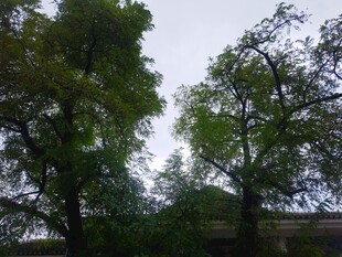 户外绿树