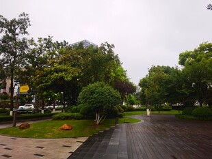 雨后清新的城市林荫道路