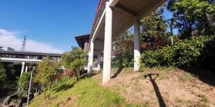 高架桥下的自然景致