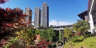 城市绿植与高楼相映成景