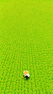 芒种