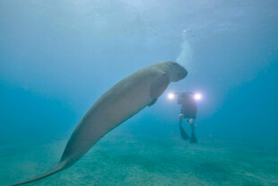 潜水员与海牛水下相遇
