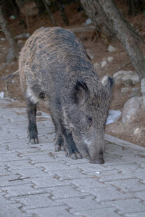 野外觅食的野猪