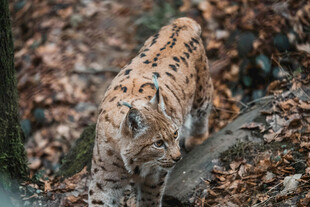 行走在落叶中的猞猁