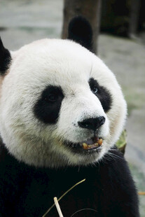 熊猫惬意进食瞬间