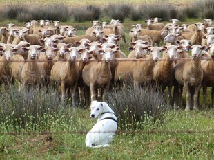 牧羊犬守护羊群