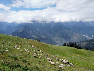 草原上的羊群与远山美景