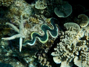 海底海星与贝类珊瑚景观