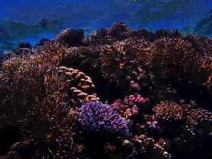 海底绚烂珊瑚景观