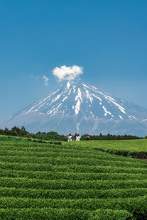 富士山下的翠绿田园风光