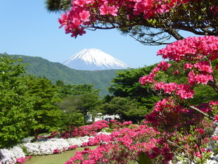 富士山下烂漫盛开的繁花
