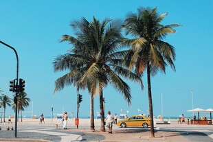 海滨椰树旁的城市街景