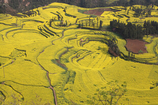 罗平油菜花