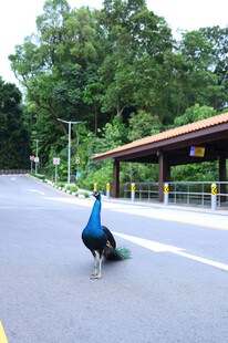公路上漫步的美丽孔雀