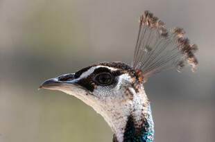 孔雀特写羽冠精致