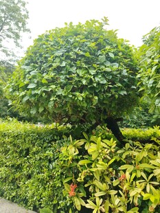 精致修剪的绿植景观