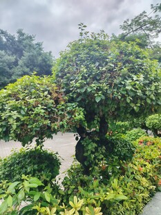 园林绿植景观