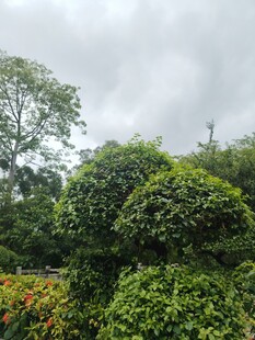 绿意盎然的园林景观