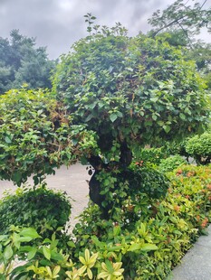 园林绿植景观
