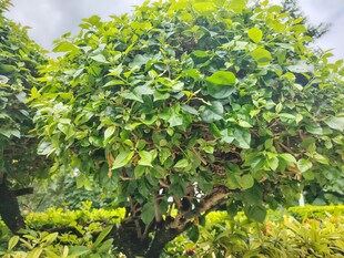 茂盛绿植景观