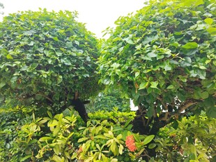 球形绿植景观