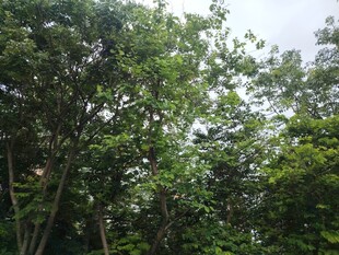 繁茂绿意的林间景致